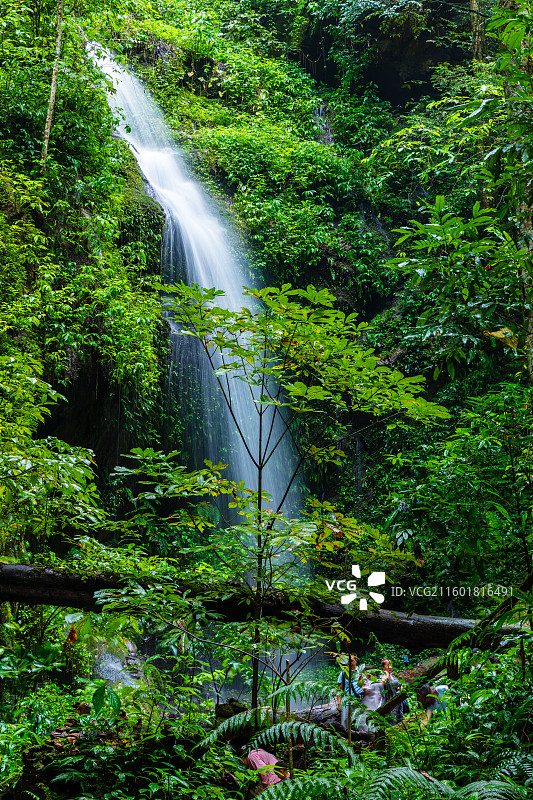 云南省德宏州瑞丽市莫里热带雨林图片素材