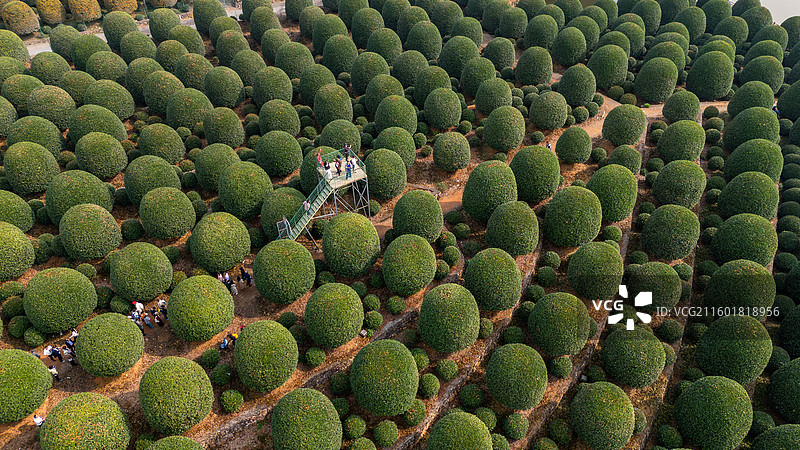 秋天杭州桂博园修剪整齐的球形桂花树，桂花飘香图片素材