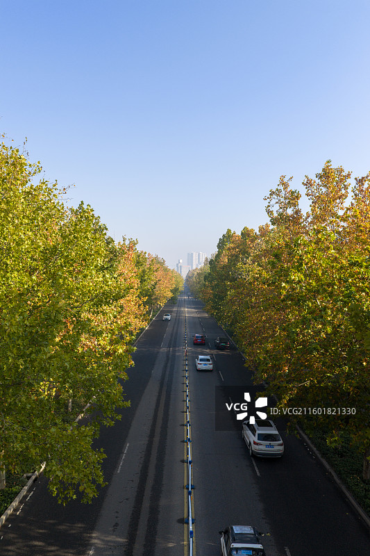河南省、周口市、川汇区、秋天、清晨、中州大道、梧桐树、林荫大道图片素材