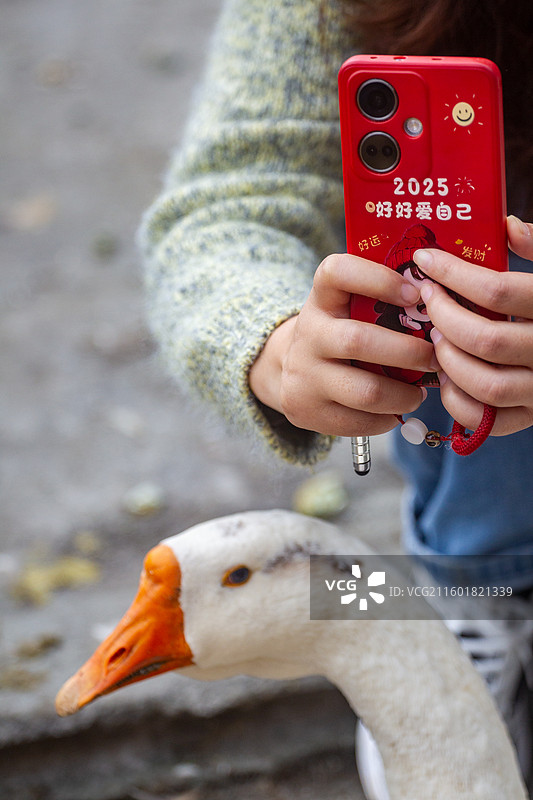 四川省绵阳市户外家养鹅，白鹅，白鸭图片素材