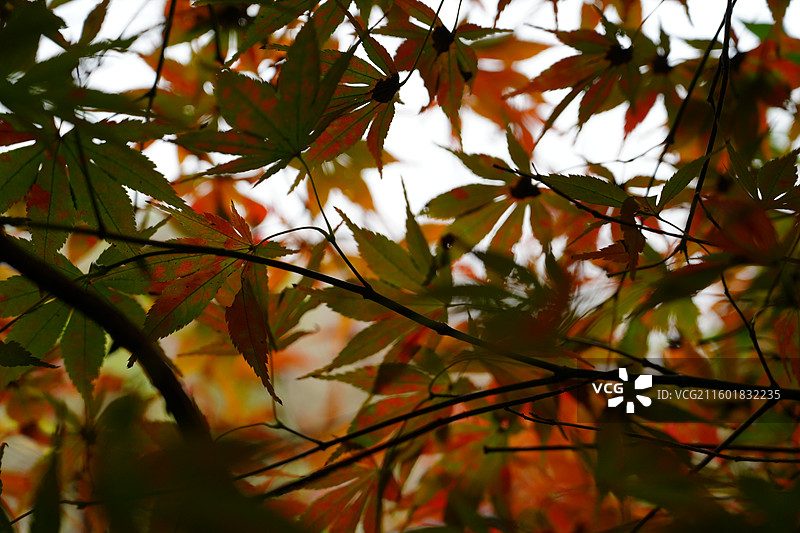 宁波 奉化 溪口镇 雪窦山 山区 风景 枫树 枫叶 霜降 立冬图片素材