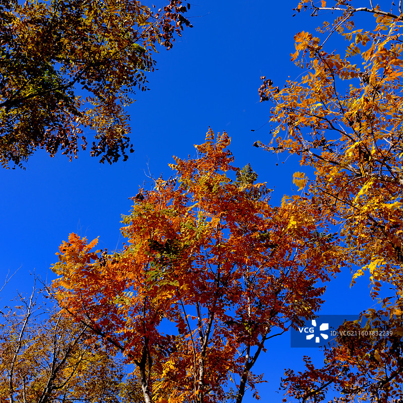 保定东湖公园，秋天景色图片素材