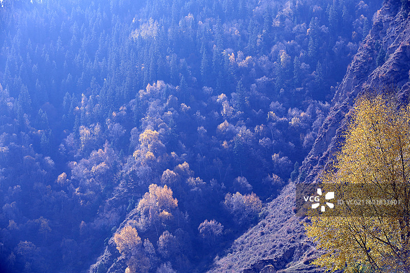 青海门源仙米国家森林公园图片素材