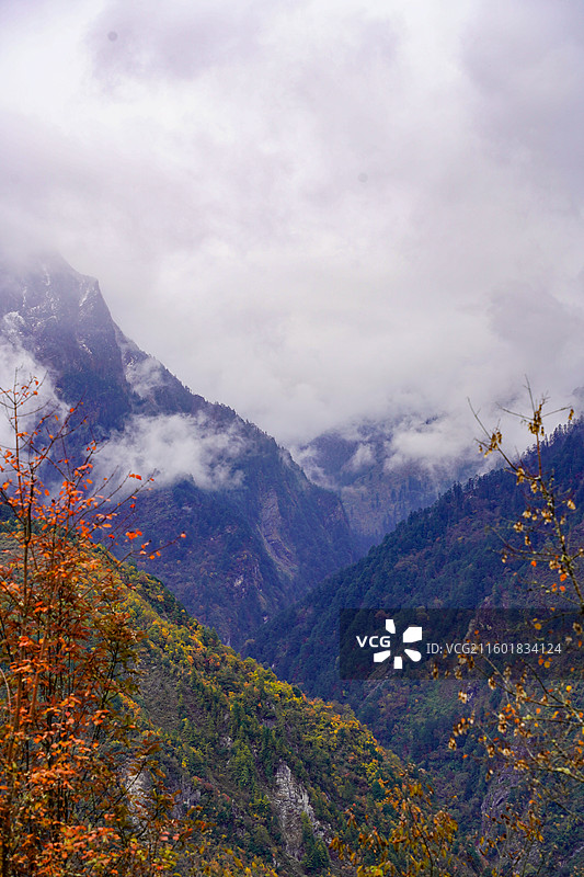 川西甘孜汶川甘海子秋天红叶彩林森林雪山高山云雾图片素材
