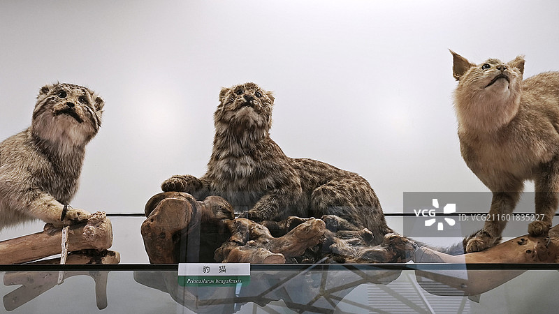 北京国家动物博物馆虎象穿山甲豹狐狸狼猴熊猫猞猁貉鹿雁雉蟒蛇娃鲵猴牛标本展示陈列图片素材
