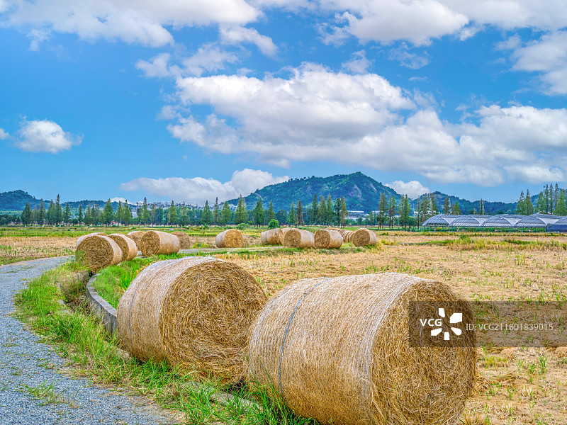浙江省“未来农场”示范项目：杭州余杭彭公数字化农场图片素材