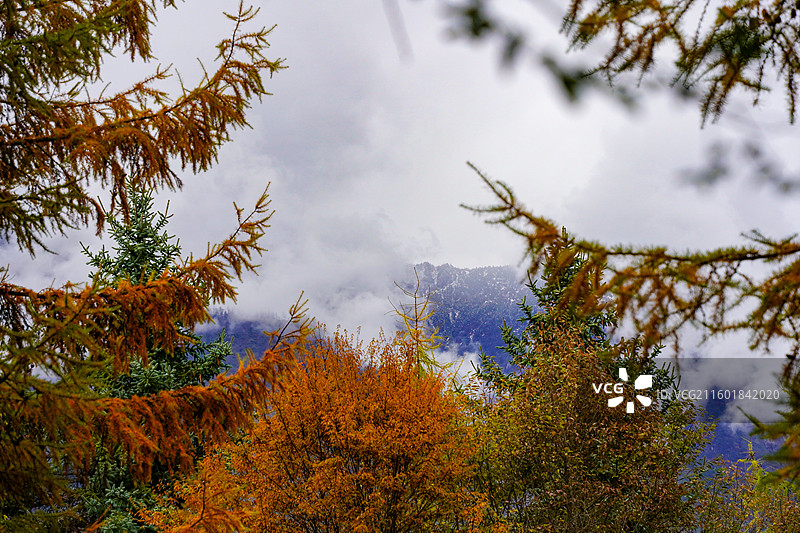 川西甘孜汶川甘海子秋天红叶彩林森林雪山高山云雾图片素材