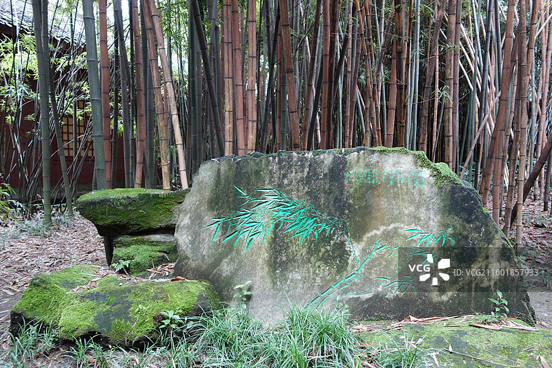 四川省成都市武侯区望江楼公园：竹林图片素材