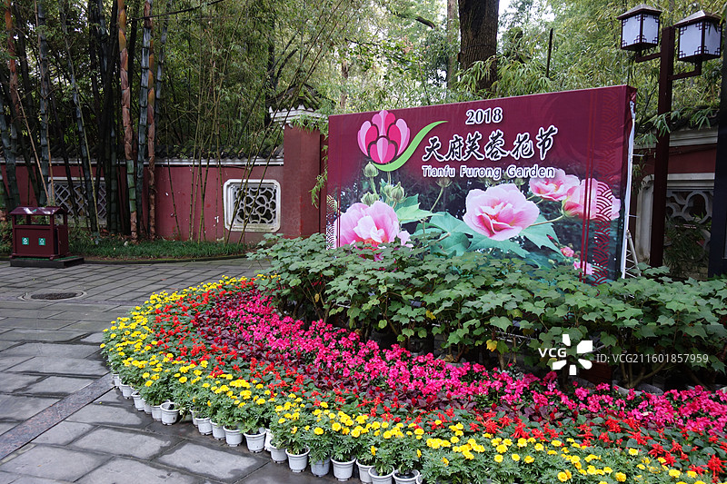 四川省成都市武侯区望江楼公园：天府芙蓉花节图片素材