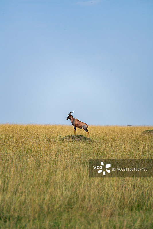 守望的首领图片素材