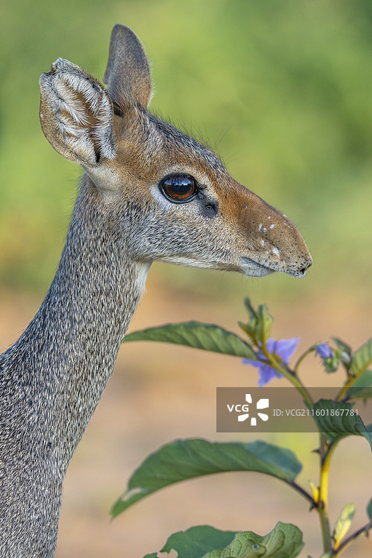 冈瑟迪克迪克，Madoqua guentheri图片素材