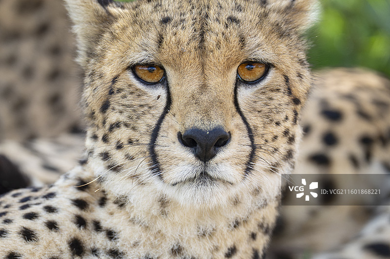 猎豹，狴犴 jubatus图片素材