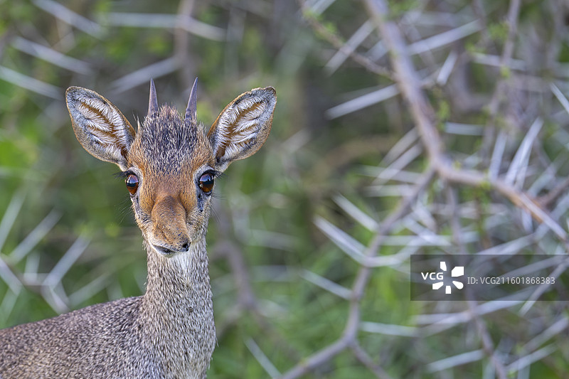 冈瑟氏迪克迪克图片素材