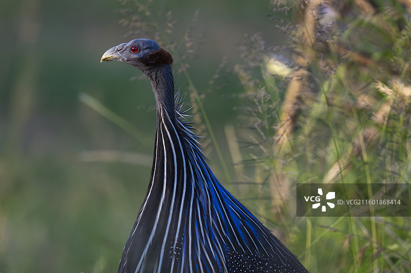秃鹫珍珠鸡，秃鹫珍珠鸡图片素材