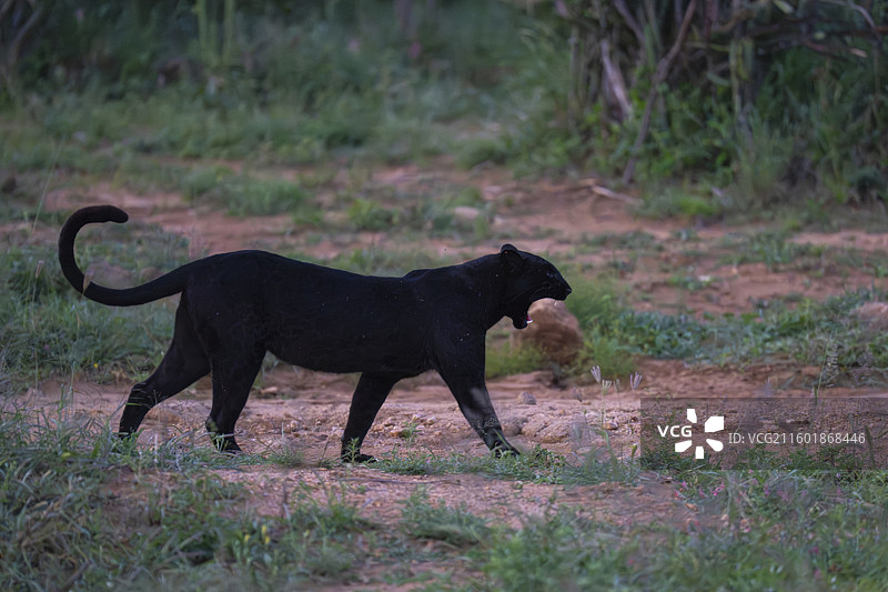 黑豹（豹属）的黑化个体图片素材
