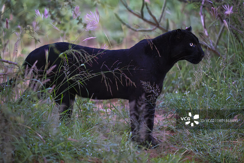 黑豹（黑化美洲豹），学名豹属图片素材