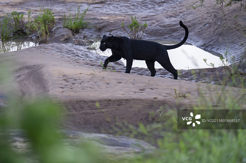 黑豹，又称黑豹（豹属）图片素材