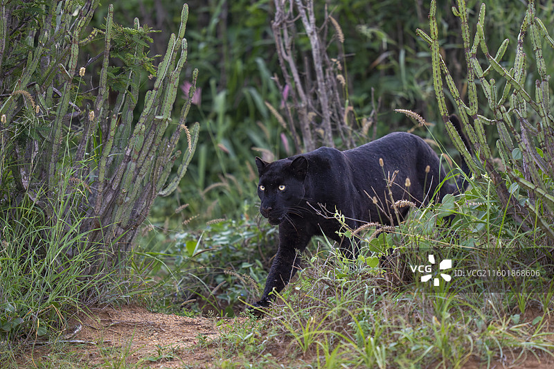 黑豹（豹属）图片素材
