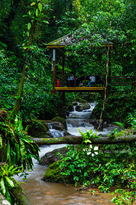 云南省德宏州瑞丽市莫里热带雨林图片素材