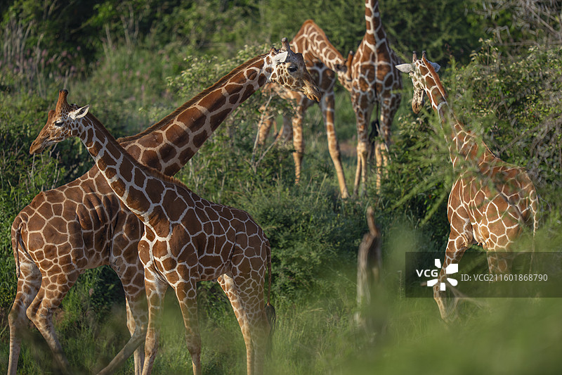 网纹长颈鹿，长颈鹿网纹图片素材