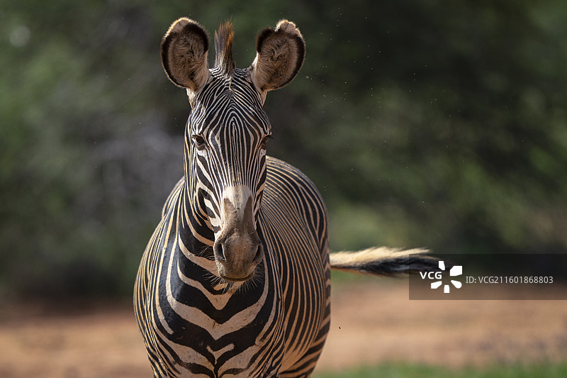 格氏斑马，Equus grevyi图片素材