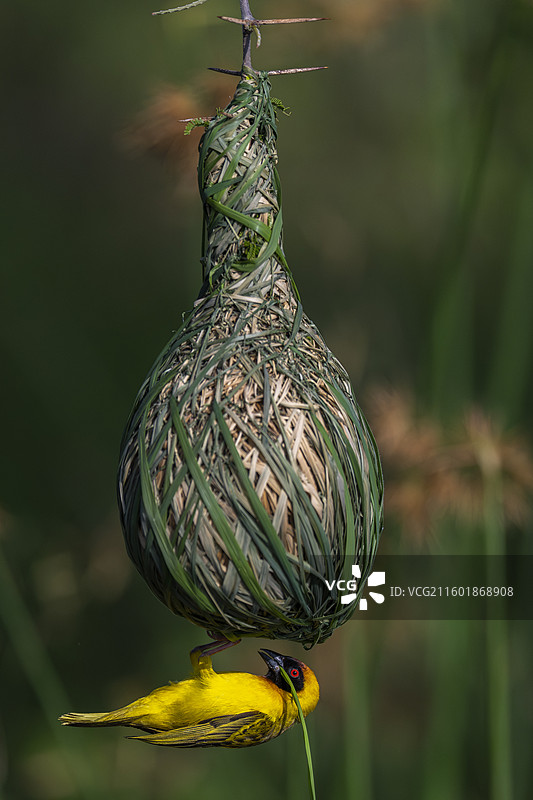 金喉织布鸟，Ploceus vitellinus图片素材