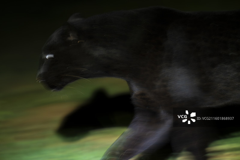 黑色豹子或黑豹图片素材
