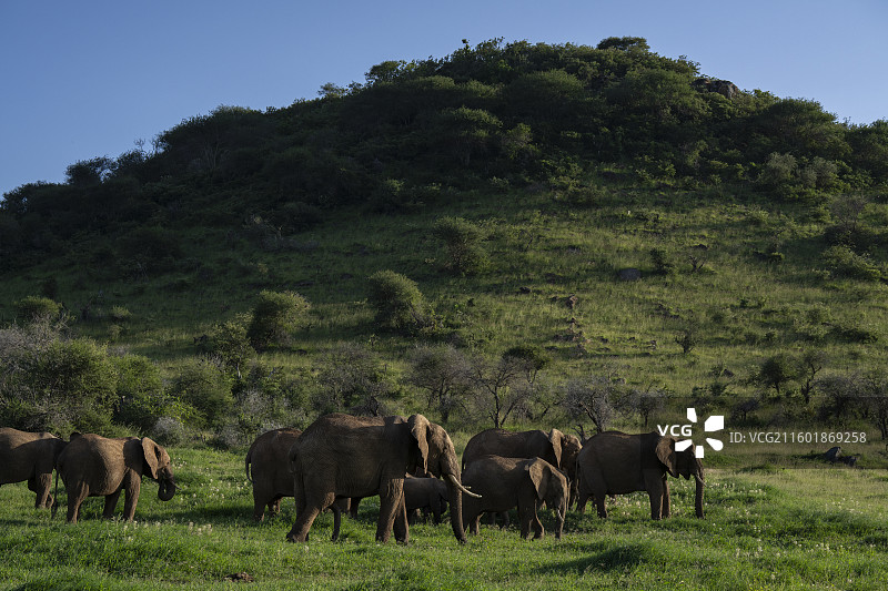 非洲草原象或非洲灌木象，Loxodonta africana图片素材