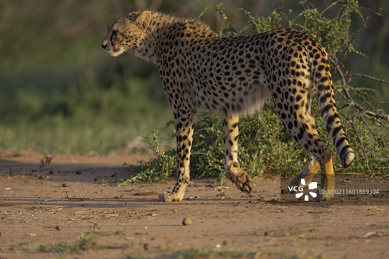 猎豹，棘刺猎豹图片素材
