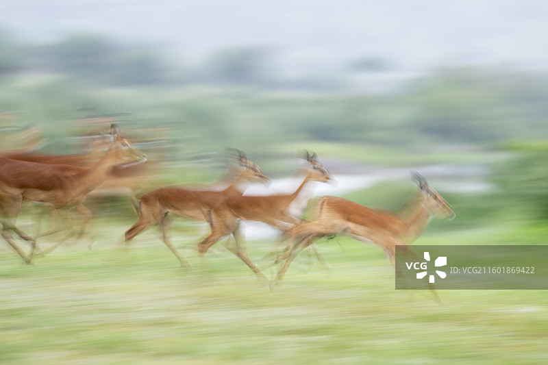 黑斑羚鹿群图片素材