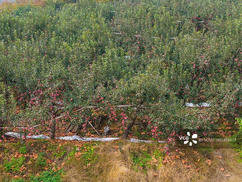 航拍沂蒙山区的果园图片素材