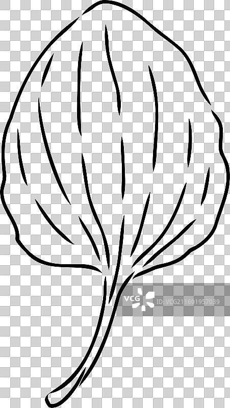 芭蕉药用植物野生地图片素材