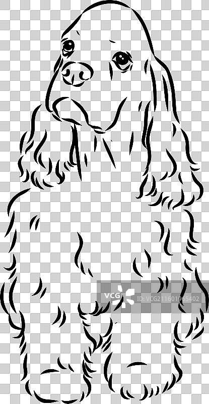 一只美国可卡犬，孤立在白色背景上图片素材