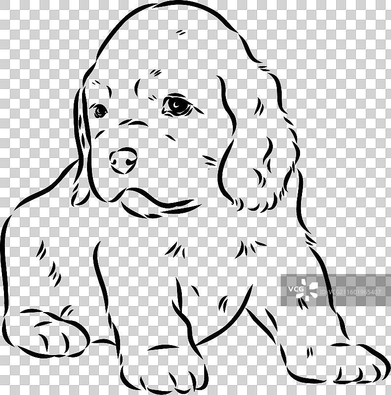 一只美国可卡犬，在白色背景下隔离图片素材