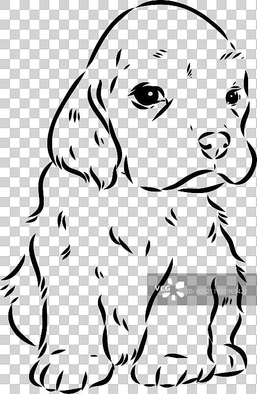 一只美国可卡犬，独立于白色背景图片素材