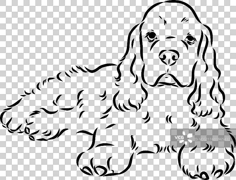 一只美国可卡犬，孤立在白色背景上图片素材