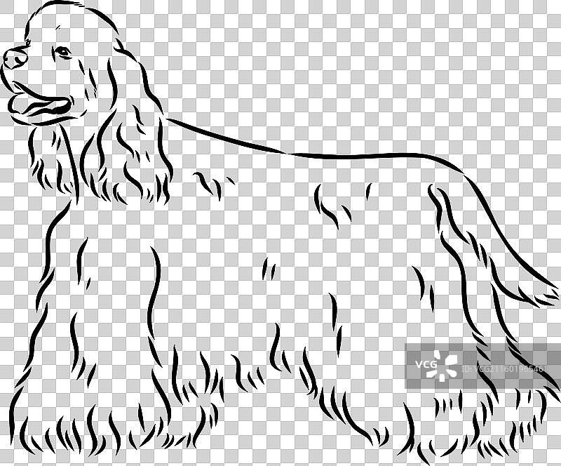 一只美国可卡犬，独立于白色背景图片素材