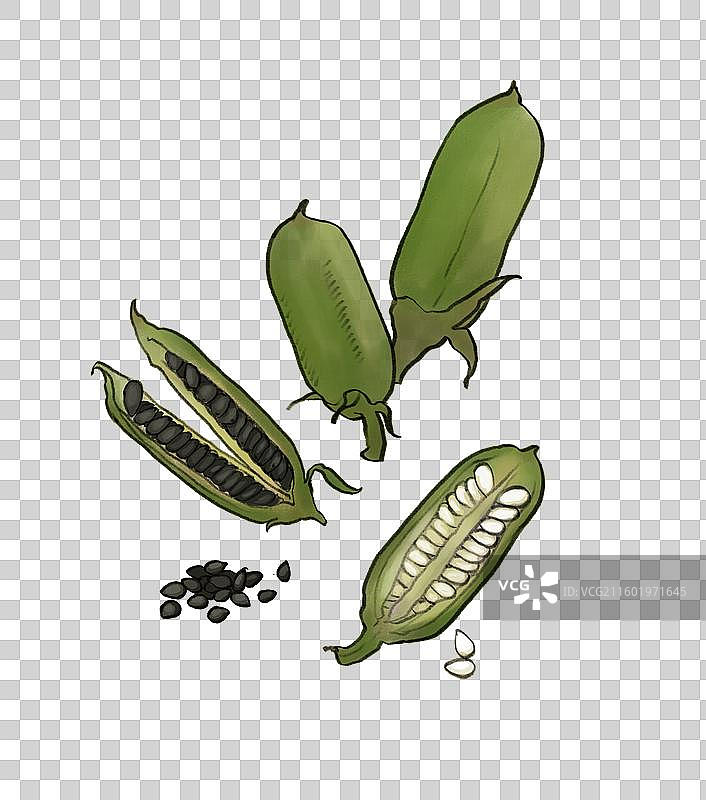 芝麻白芝麻黑芝麻图片素材