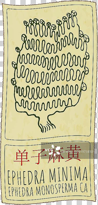 中式手绘麻黄草图片素材