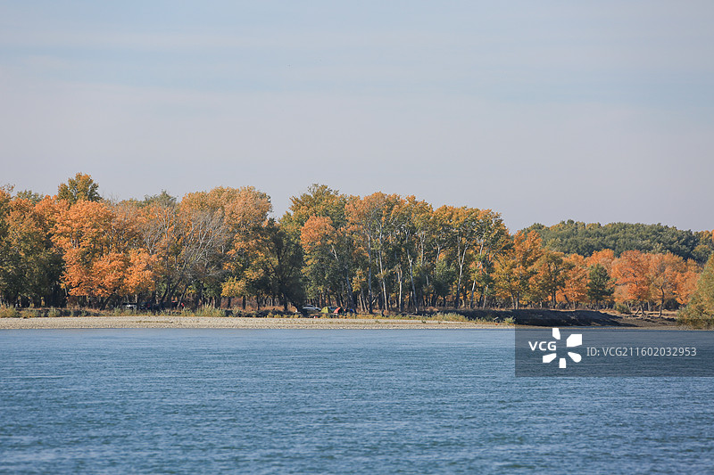 胡杨林河流景观图片素材