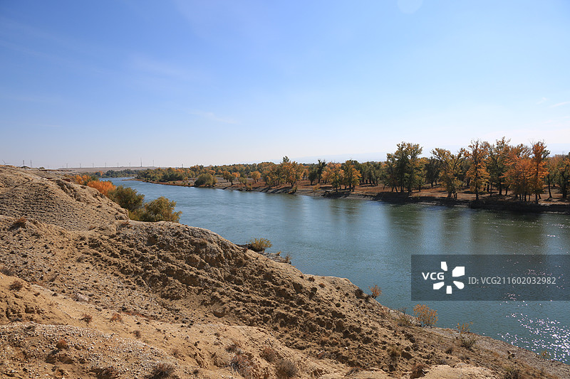 胡杨林河流景观图片素材