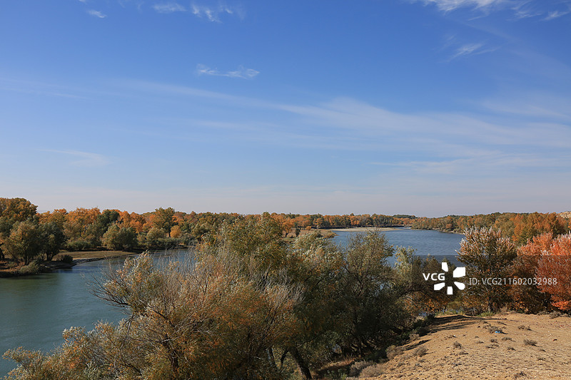 胡杨林河流景观图片素材