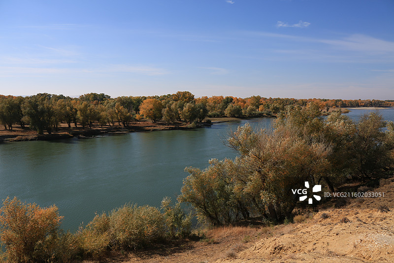 胡杨林河流景观图片素材