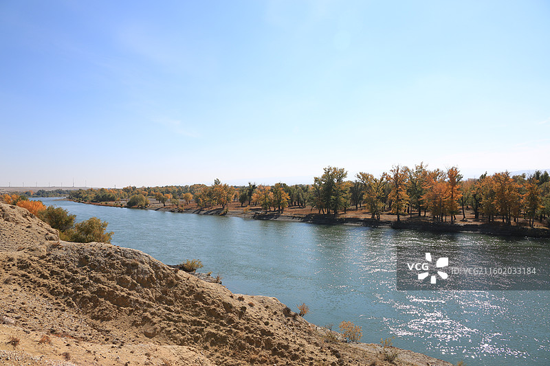 胡杨林河流景观图片素材