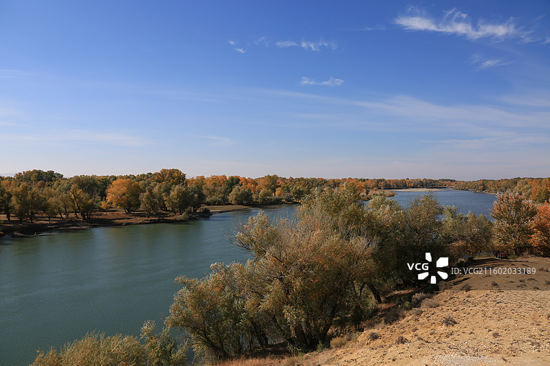胡杨林河流景观图片素材