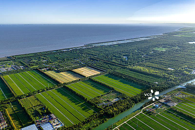 航拍上海五四农场 海湾森林公园 知青岁月 沿海滩涂围垦造田盐碱地改良种植水稻 杭州湾北岸 奉贤海湾镇图片素材