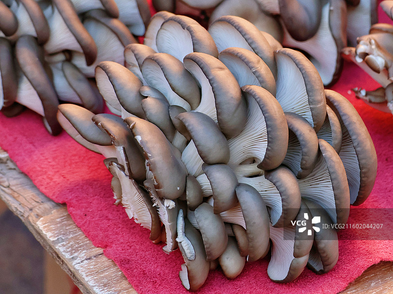 一把食用菌平菇特写图片素材