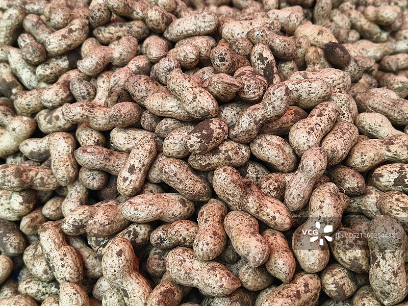 刚上市的带泥的成熟新鲜花生图片素材