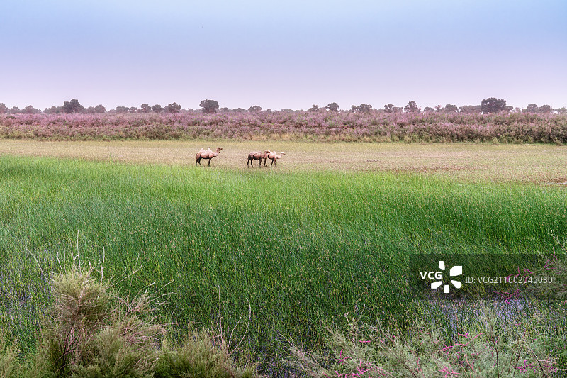 荒漠绿洲，新疆喀什巴楚红海景区风光，航拍视角图片素材