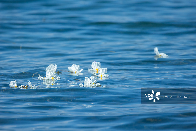 云南泸沽湖洱海水性杨花海菜花图片素材